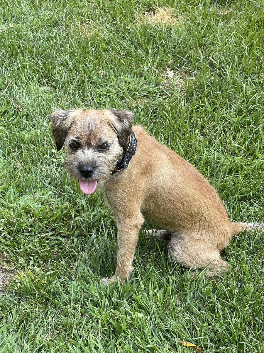 Very disappointed that after spending $200 on a <a href="/WhistleLabs/">Whistle</a> gps collar for our escape artist dog, it stopped working 3 months later. After 20 min on hold, all the “customer service” rep did was say that their tech team would call “in a few days” &amp; she couldn’t help. #epicfail