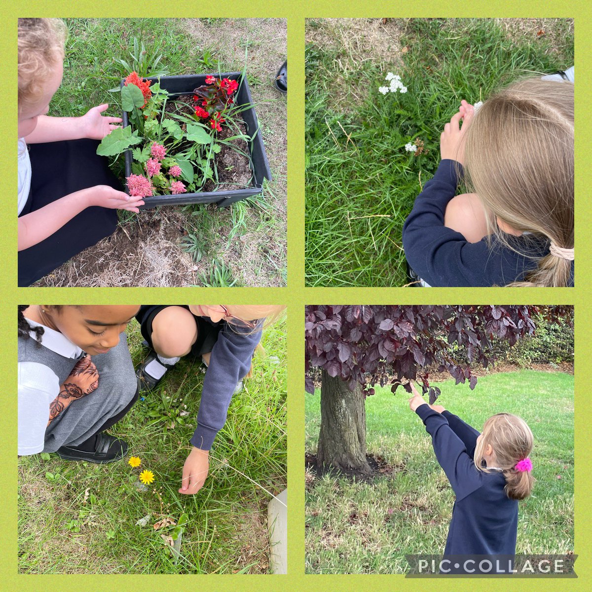 khpa_o's tweet photo. Some awe and wonder in 2 Dahl this afternoon as we explored the school grounds to find different plants. Great understanding of what a plant needs, so much knowledge to build on from year 1 #curriculumprogression @KingsHeathPri @KhpaPrincipal @d_khpa @khpa_MrsS https://t.co/CedAO0nTdG