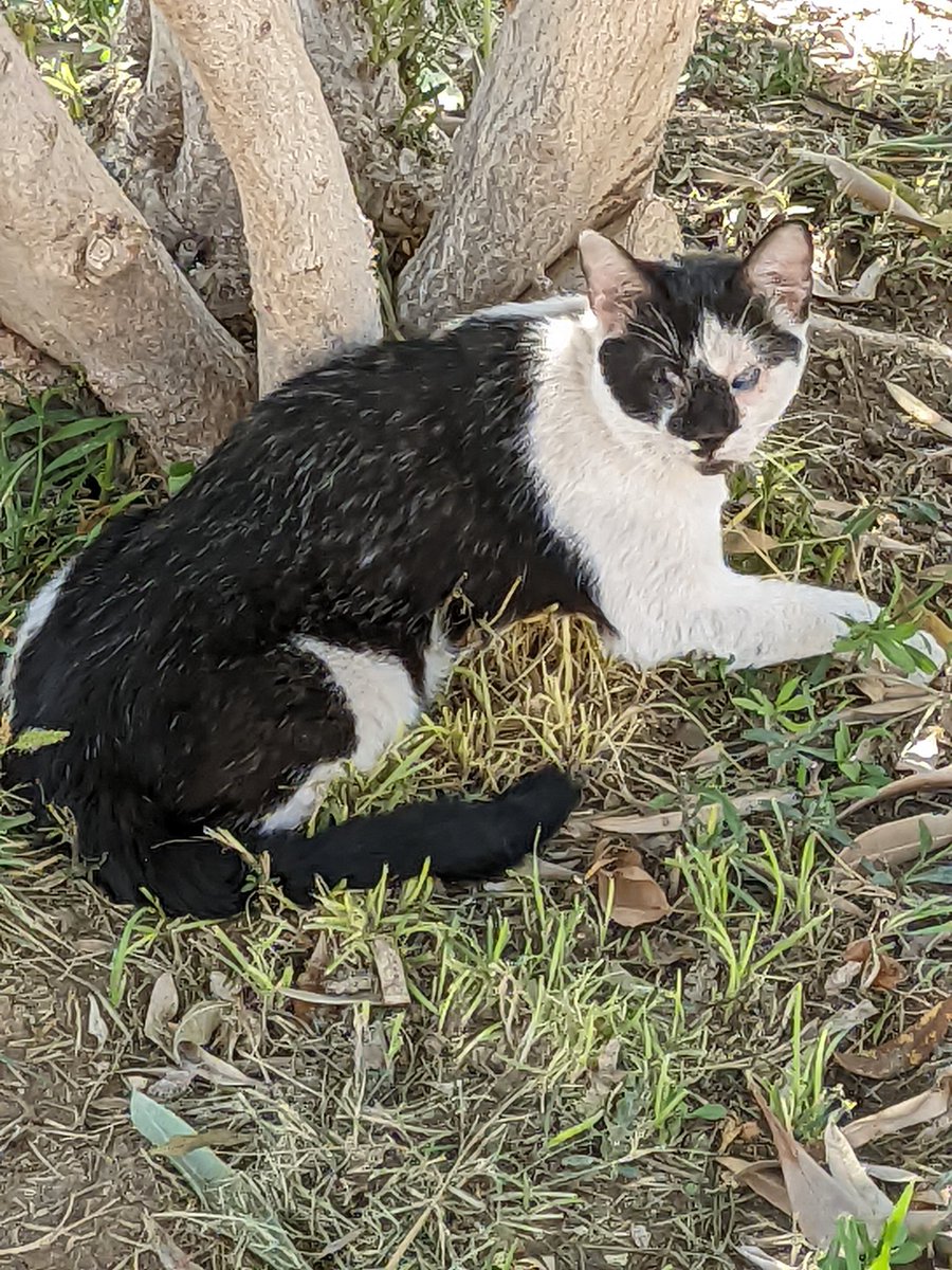 ‼️ADOPCIÓN/ACOGIDA‼️
Ayer recogimos a este gato ciego corriendo por la carretera. Está en el veterinario y necesitamos AYUDA para encontrarle un refugio, protectora, santuario que lleve casos de gatitos ciegos urgente 
POR FAVOR,DIFUNDID🥺
Murcia
CONTACTO:salvandoaindia@gmail.com