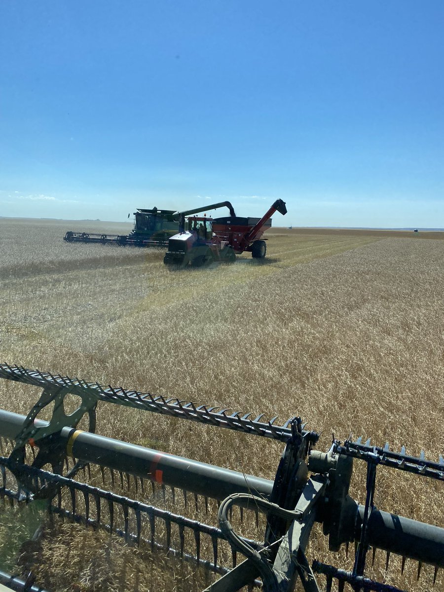 choppermac's tweet image. Wrapping up #harvest22 today with this brown mustard crop that was totally lost to flea beetles in May and reseeded in June. Had my doubts it would make it but it’s almost in the bin!