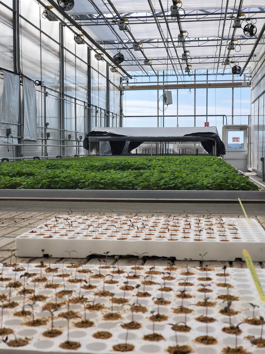 LethCollege's tweet photo. Our researchers are one of just 15 teams from across Canada selected for phase one of the @HomegrownIC! 

Partnering with @SunterraMarket Greenhouse and Meteor Systems, we'll explore innovative ideas to support Canada’s berry industry! 🍓

Learn more ➡️ https://t.co/utx6yhQ5q5 https://t.co/eOafZzq8BC