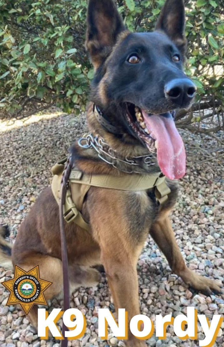 The Foundation is asking for your help! 

donorbox.org/national-polic…

Bernalillo County Sheriff's Office K9 Nordy was injured last night after the filming of <a href="/REELZ/">talent Management</a> LIVE On Patrol and following a barricade incident. 

We are collecting donations for K9 Nordy’s future care.