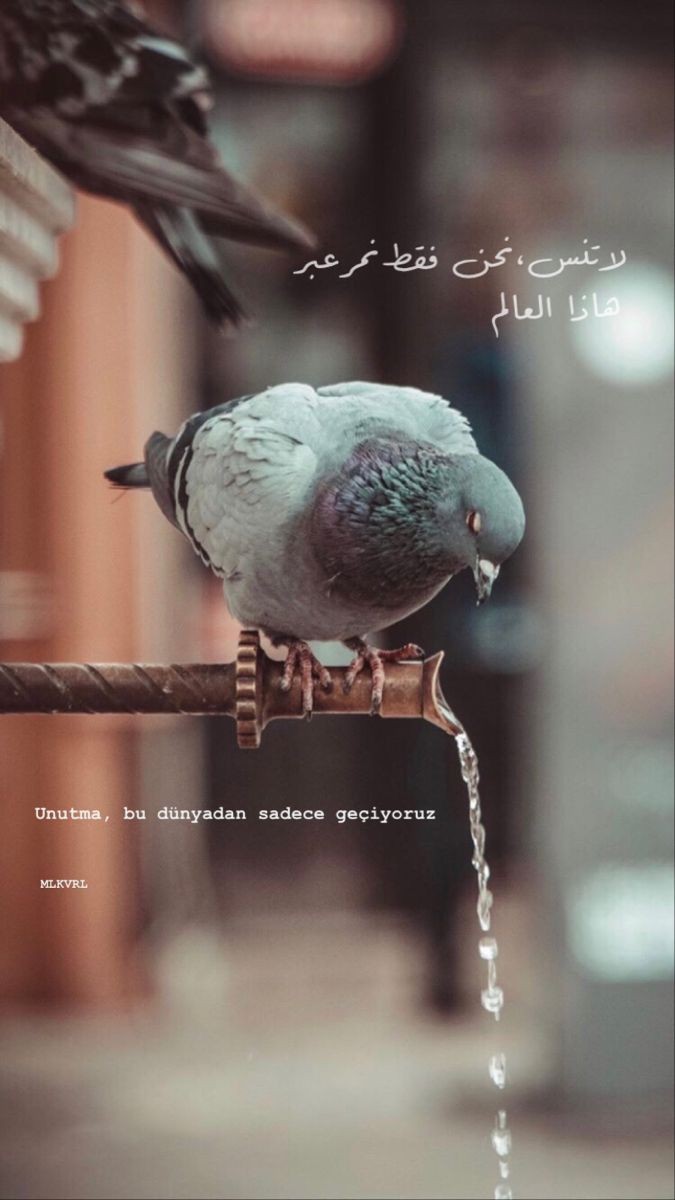ansan01's tweet photo. نحن نمر عبر هذا العالم https://t.co/vLio8zPi9b