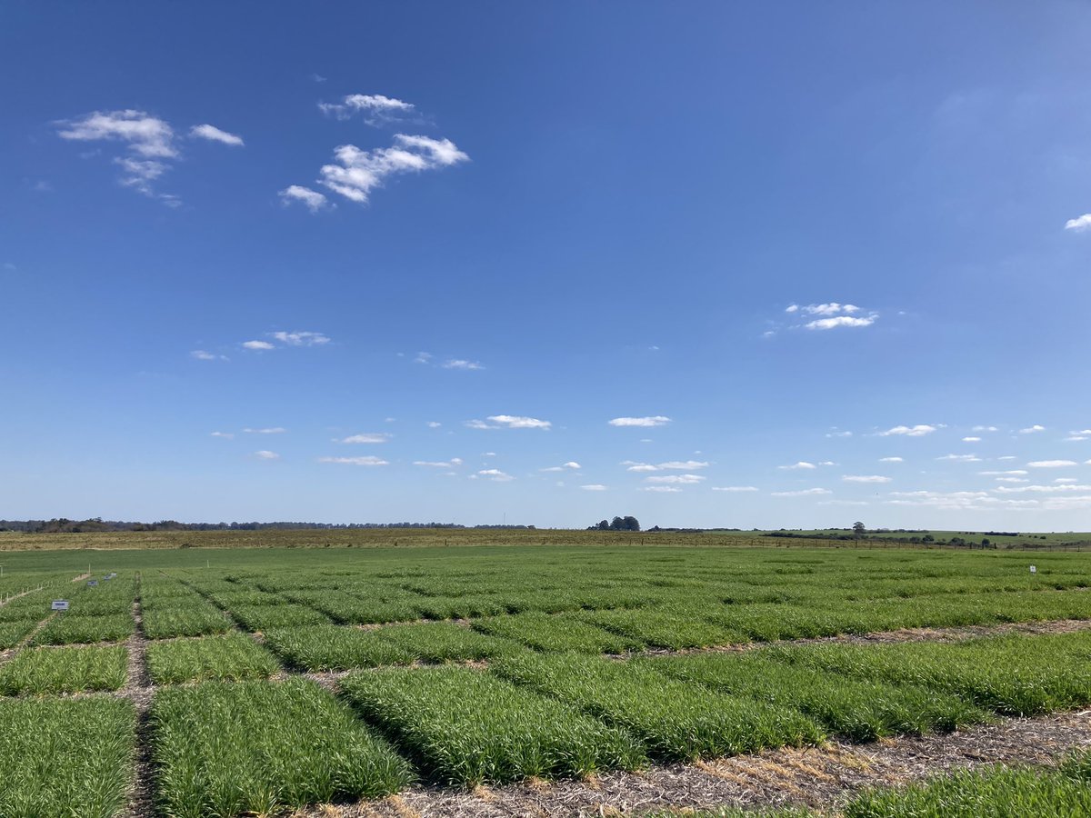 maria pardo tweet media