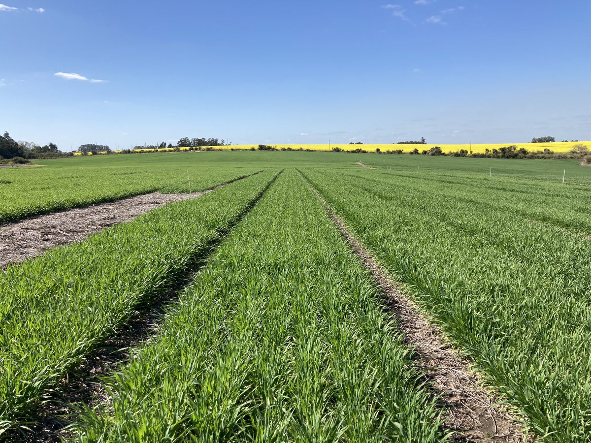 maria pardo tweet media