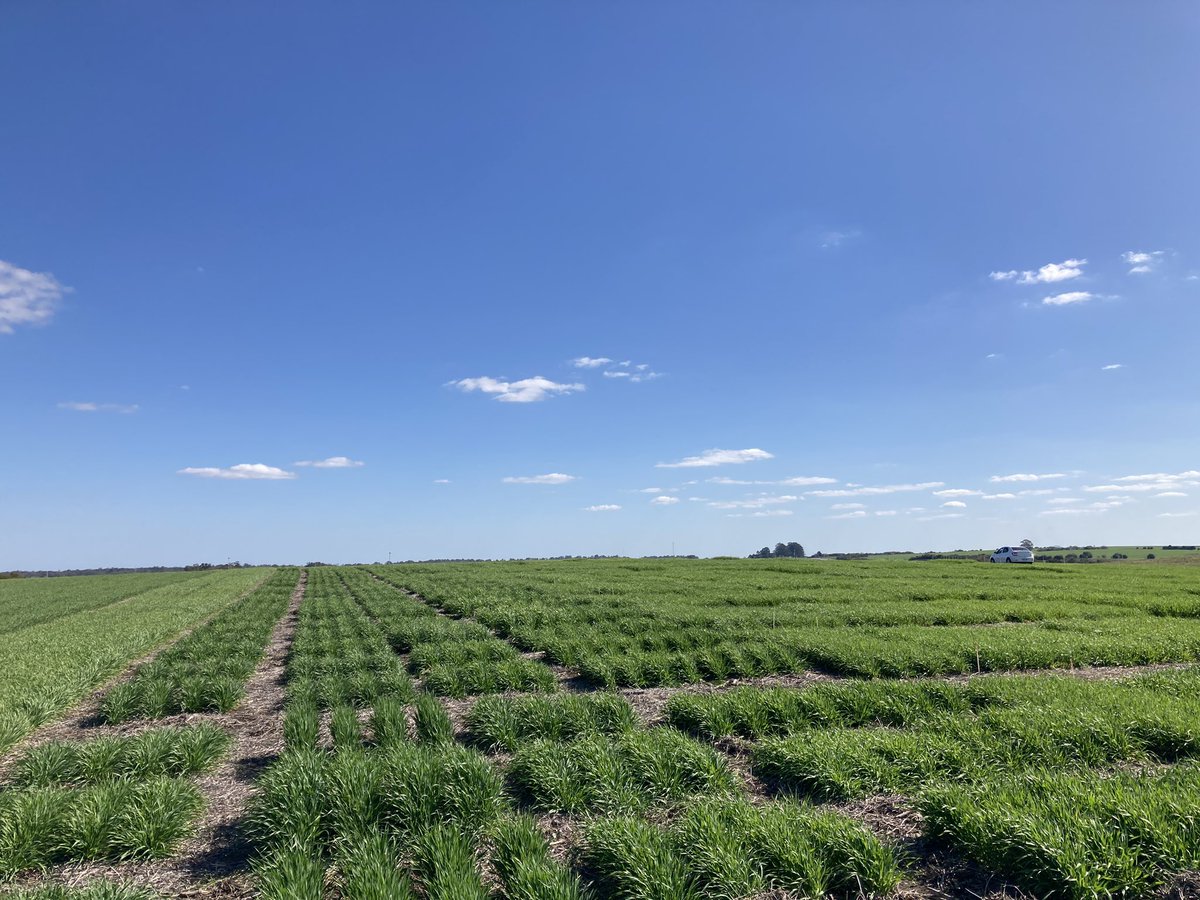 maria pardo tweet media