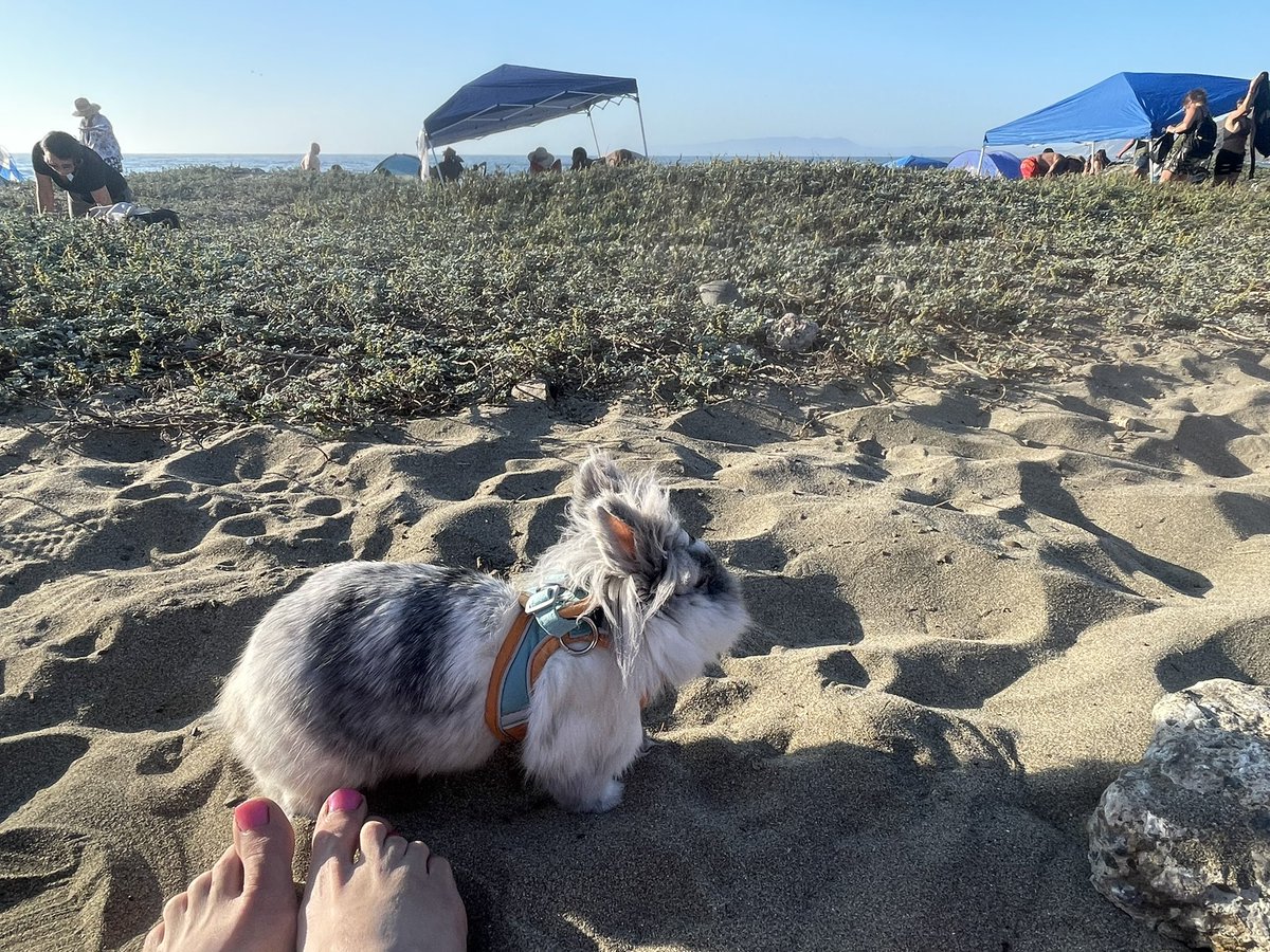 BunSilver's tweet photo. Good week My Fair Bunnies! Silver Bun Bunette stayed cool as a breeze yesterday at Linda Mar. Stay cool ;😎 stay hydrated! 🐰#cool #bunlife #therapyanimal #AdoptDontShop #ocean https://t.co/FidhWNDfNN