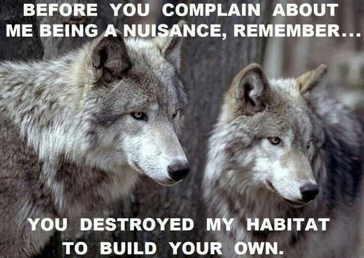 prcowboys's tweet photo. @nywolforg @rdevro #RelistWolves Please @POTUS 🙏🏼🐺💙
#IStandWithWolves #StopKillingWolves 💔 https://t.co/V8cQ23mzFr
