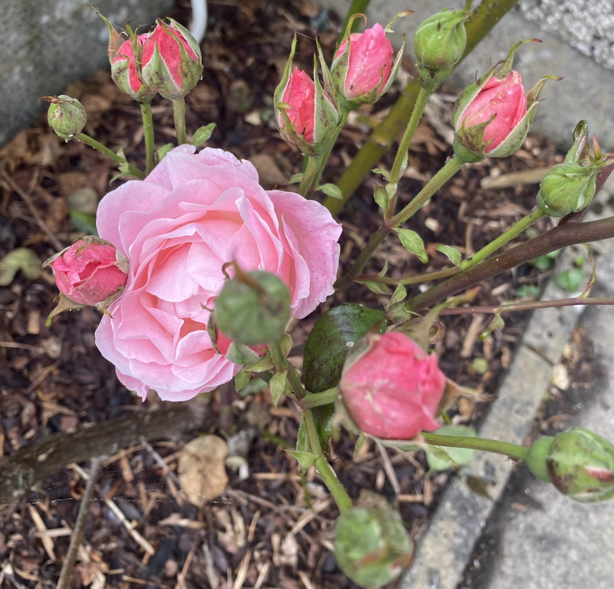 jackie on Twitter "Day 1345 of 1400daysofwalking 365crew Lovely to