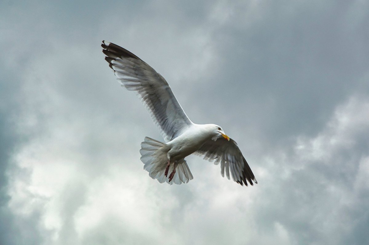 HelloSchreiber's tweet photo. Light as a feather.
#photography https://t.co/JpbWU2ipZI