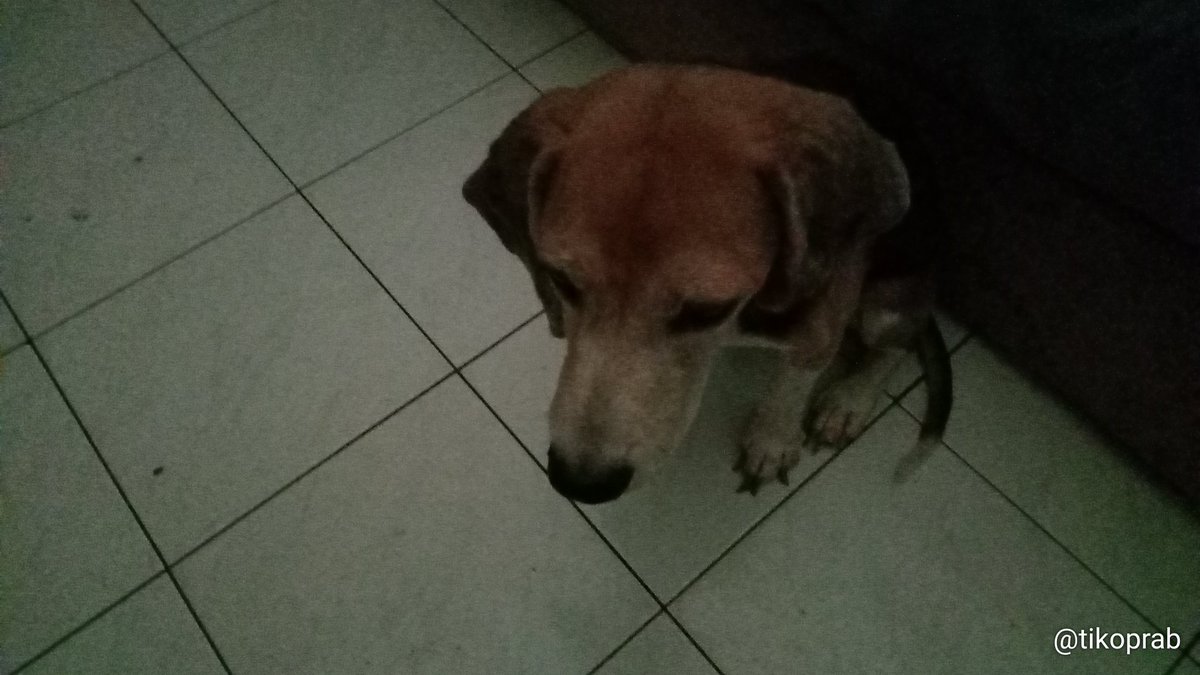tikoprab's tweet photo. Finally...setelah berpanas2an dlm kegelapan agak lama, listrikpun telah di-"urip"-kan lagi... 

Thank you @pln_jogja 

Woof..woof.. https://t.co/xw8GUn3rTS