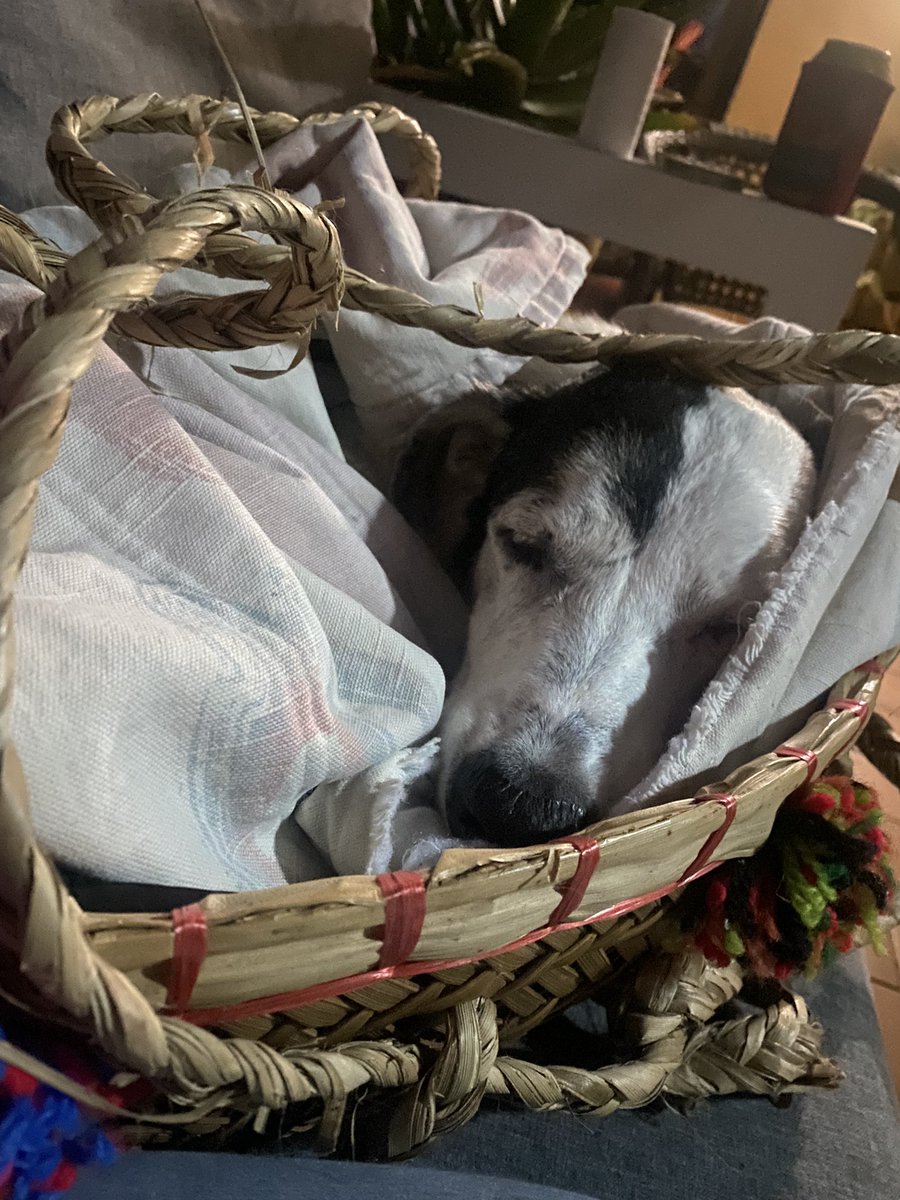 ArielaZibiah's tweet photo. A sad day for our gang: #Cuba had #cancer. 🙏🏽 Vet Essentials: an extraordinary team to work with for such a heartbreaking decision & process. In his ketekete for his final resting place. He was loved so very much, blessed he chose us. Over the 🌈 now Cuba, find Charlie & Mum! 💔 https://t.co/oti8lz1XXJ