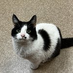 Photo by Scottsdale Cat Clinic (@CatClinic)