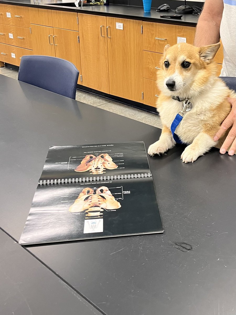 stuartscience's tweet photo. My @sfccmo students asked me to post a photo of my dog studying. ✅ #dogtor #dogsofacademia #CorgiCrew https://t.co/5ifThSPEJU
