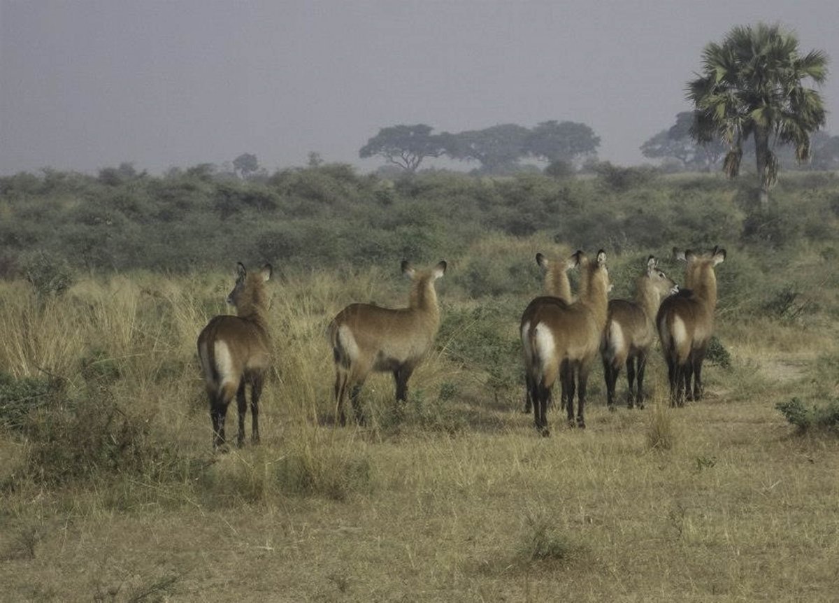 ActiventuresMI's tweet photo. Your time is valued when you choose us for Travel Agent, Safari Tours, or Gorilla Trekking Uganda services. Call us today at (313) 266-2701 for more information! #ActiventuresAfricaSafaris https://t.co/HQEstxSzkK https://t.co/knbIJHji8X