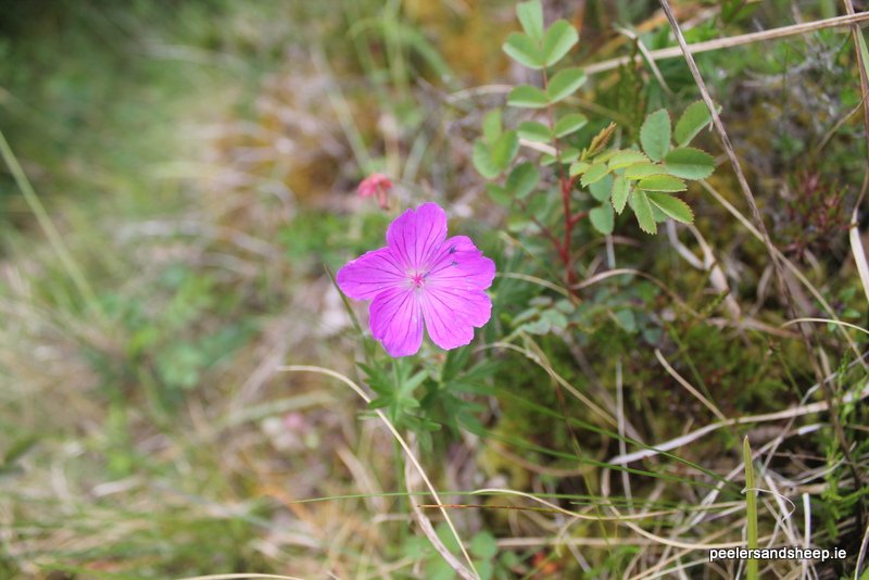 #GreatIrishGrasslands #PurpleInGrasslands