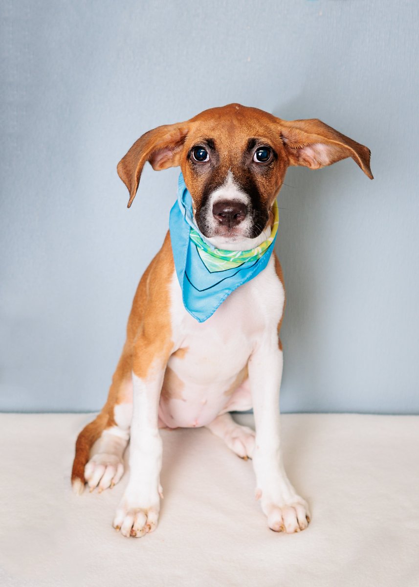 KY Humane Society tweet media