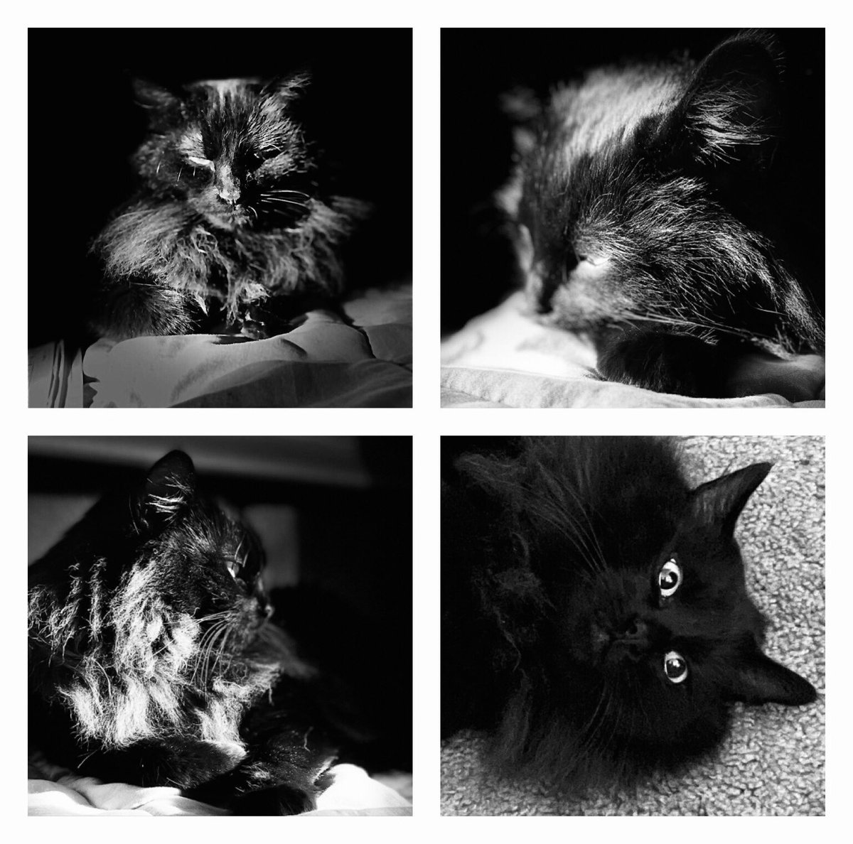 TaraSutton907's tweet photo. @ShyCatBanshee @ThePhDPlace I’d probably spend the time exhausting myself further. Adorable kitty! Looks just like my cat! https://t.co/OnFvMWCNXg
