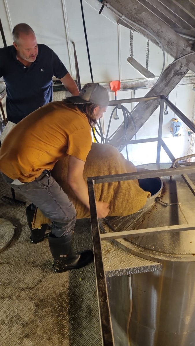 First Green Hop brew of 2022 and yet another bag of fresh East Kent Goldings hit the boil for this year's Green Giant.  Smaller hops than usual after the dry hot Summer, but seem to brimming with oils for another tasty brew. #kentgreenhop #craftbeer #beer