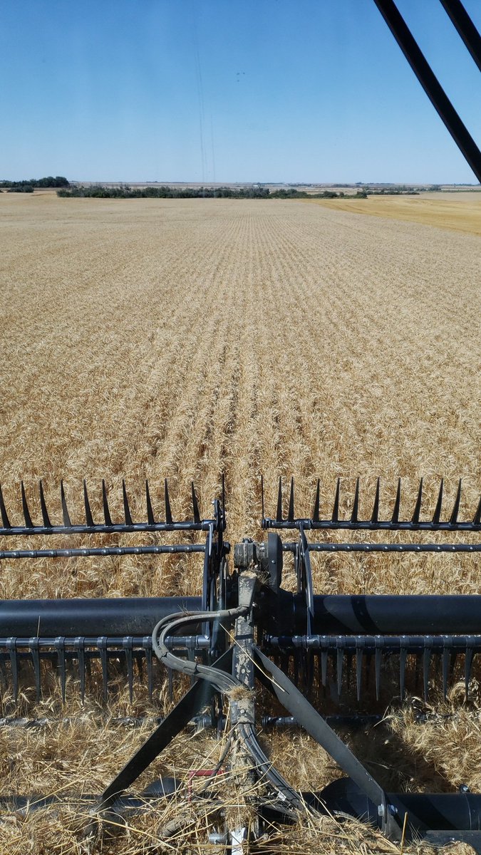 craswellseeds's tweet photo. Nice field of #AACStarbuckVB wheat. Not sure if it meets @SecanMira eye apple standards but it's keeping the trucks busy! https://t.co/3VM26snj7d