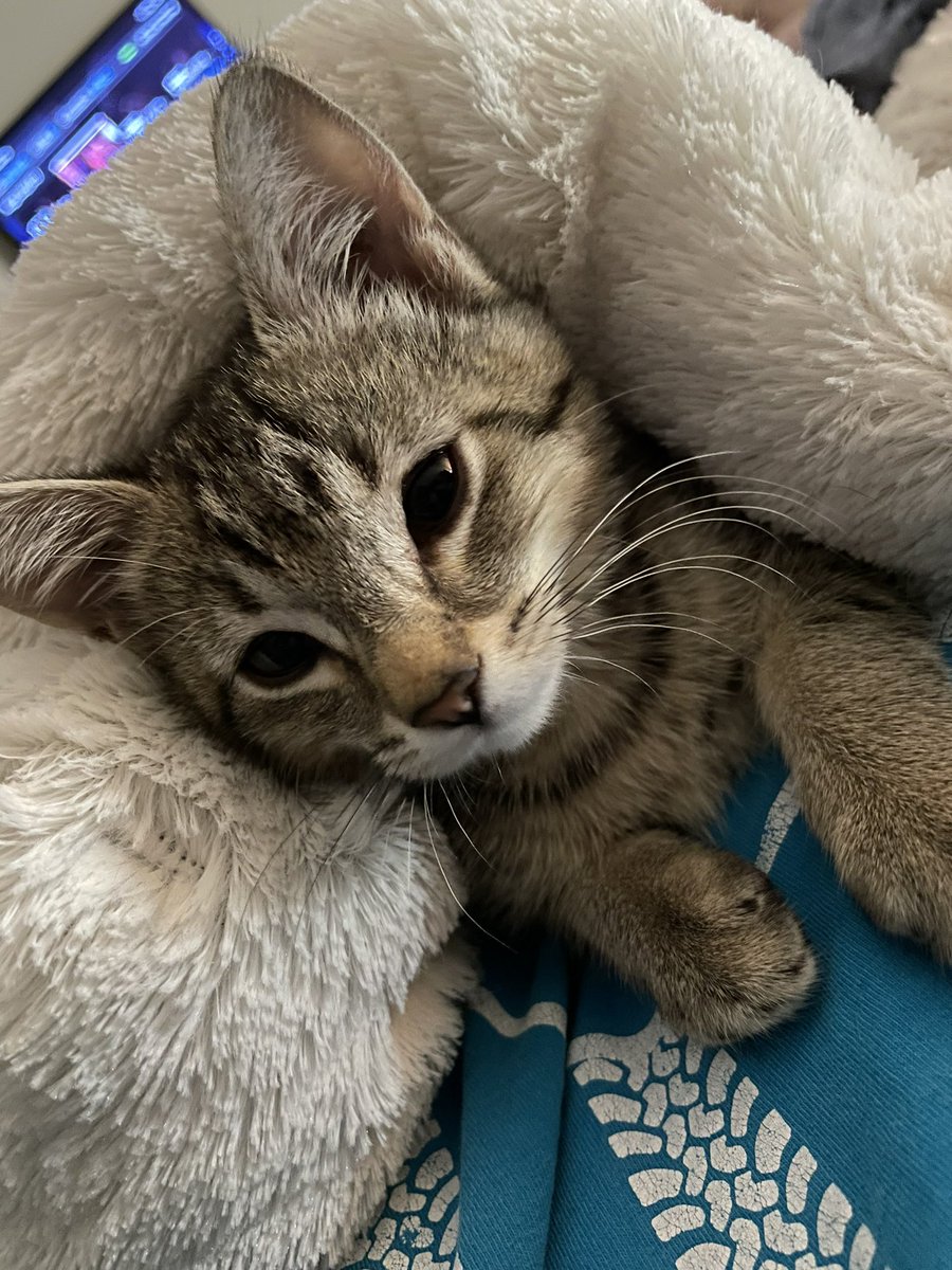 feederofcats's tweet photo. if everyone could keep the bitward in your thoughts (and prayers if u do that). he's spending the day hospitalized after acting off for the past couple days. not sure what's going on but i hate seeing my baby not feeling right. https://t.co/zYDL26Eak2