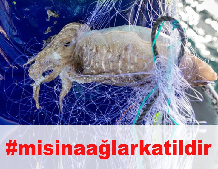 Asof_Fed's tweet photo. MİSİNA AĞLAR KATİLDİR.
DENİZLERİMİZDE YASAK DEVAM ETMELİ, İÇSULARIMIZDA DA YASAKLANMALIDIR.
#misinaağlarkatildir @VahitKirisci @ntv @FOXTurkiye @cnnturk @trt @trtcocuk @tv8 @halktvcomtr @startv @Ahaber @atvcomtr @cumhuriyetgzt @Sabah @Greenpeace_Med @AzizGwenSancar @yilmazsozcu https://t.co/atJMuEjwoO