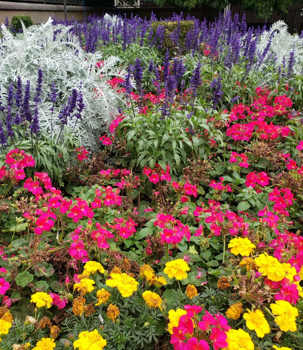 Aishy__'s tweet photo. Gorgeous garden inner-city Brum 😍@Poli_Nations #PoliNations #Birmingham https://t.co/kFQ0NOs3uT