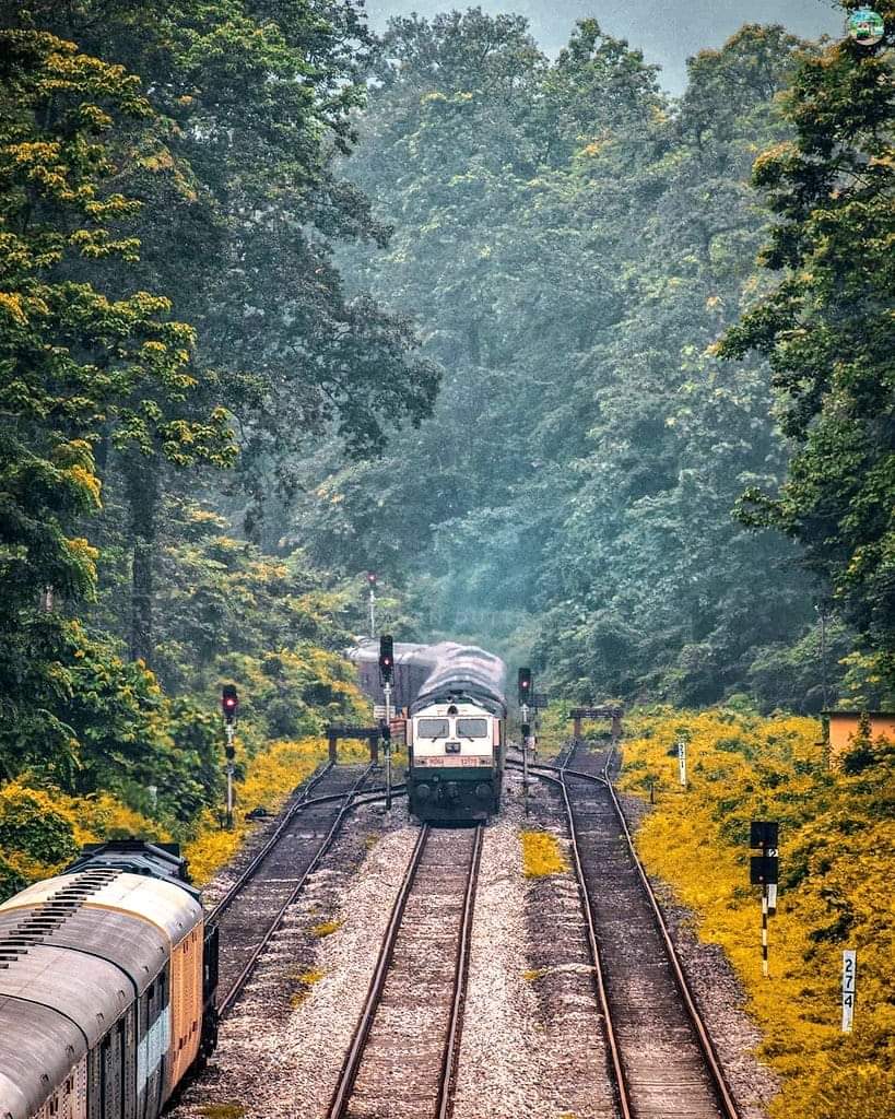 EasternRailway's tweet photo. Breathtaking capture of a train entering the green and gorgeous Sivok station in the forests of North Bengal - in Alipurduar division of Northeast Frontier Railway. https://t.co/SaBeTOoZwy