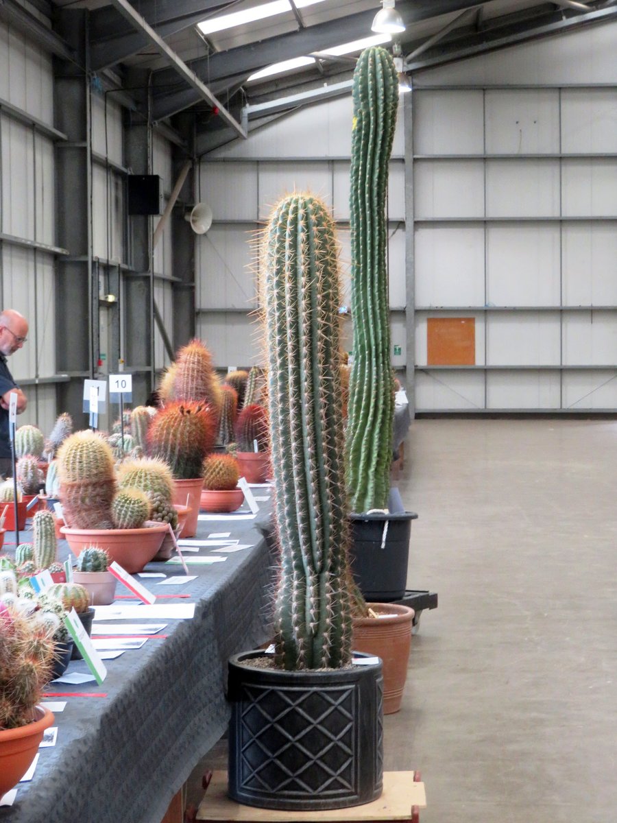 ThreadSquirrel's tweet image. I went to the BCSS national #cactus and #succulent show at the weekend.  I was amazed by the size of some of the plants that people managed to bring.  #HouseplantHour