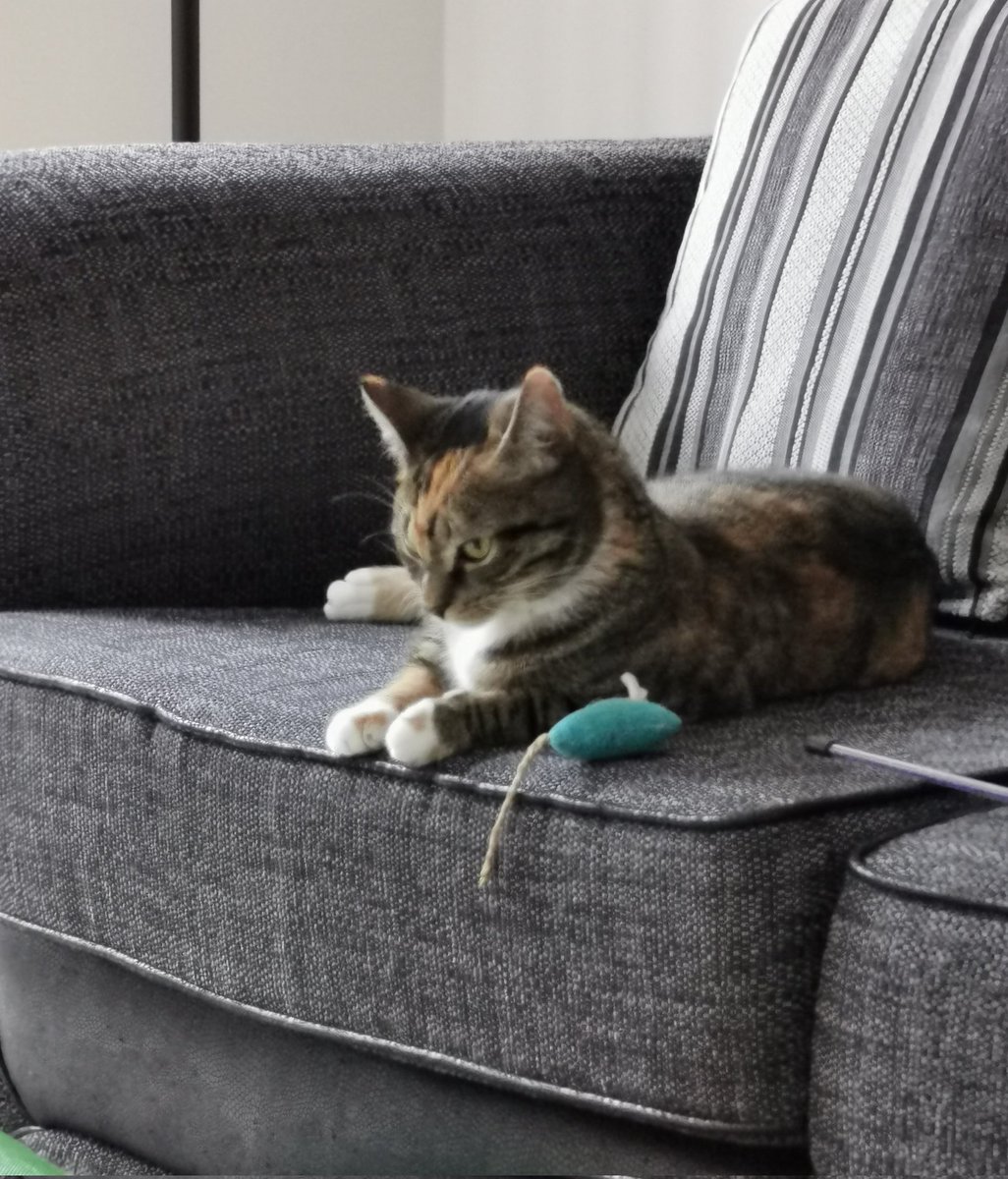 ElaineCarman's tweet photo. No matter how bad a day might seem or how pants the weather is outside @LynnParsonsUK @magicfm always puts a smile on your face. Best part of the evening 📻🎶 that and my furball companion of course #LynnRocks #WeLoveMagic #MusicMoggy https://t.co/BgySrslFcb