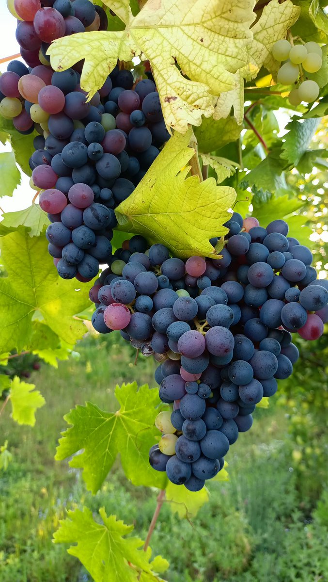 nourbteich's tweet photo. Grenache Noir https://t.co/yiTxGh97bI