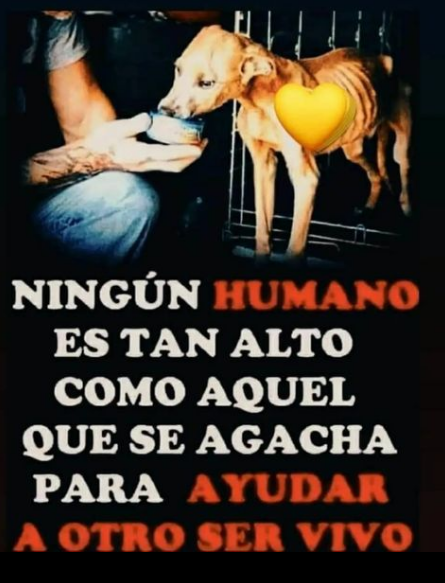siviaromera1's tweet photo. Feliz Noche a tod@s 🌹 https://t.co/lo1UplVKc9