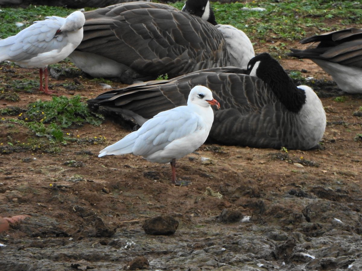 exeterbirder's tweet photo. 9 Curlew & 2 Com Sandpipers, 21 Greenshank, Spoonbill on #Goosemoor + 6 Curlew & 2 Com Sandpipers, Ruff, 20+ Knot, 7 Barwits, Whimbrel, Snipe, Mediterranean Gull on #BowlingGreenMarsh + 17 Curlew Sandpipers from the #ViewPlatform this pm. https://t.co/iLGey18ws5