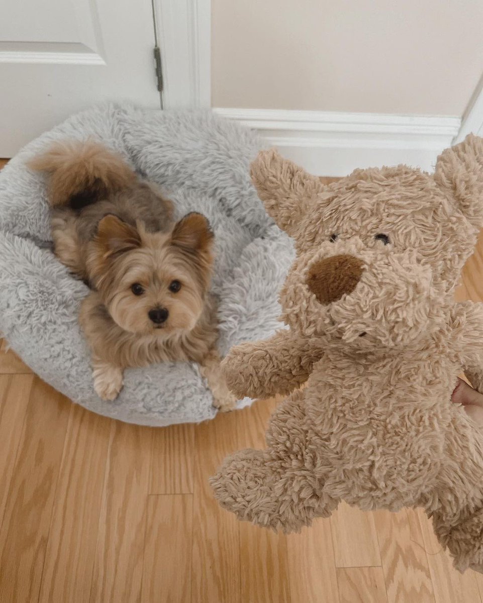 panqi92597447's tweet photo. What's going on. Are you having trouble with your partner again?
#puppyface #yorkieboy #cuteboy #pomsky #pommix #pet #yorkie #yorkiepom #yorkiepuppy #yorkiepoo #yorkipom #yoranian #pomeranian #pommix #yorkshire #yorkiemix #nyctrain #porkie #dogtraining #pomeranian #puppy https://t.co/svFCxr5dEg