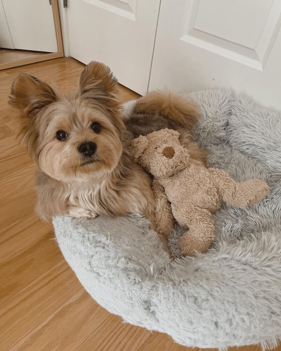 panqi92597447's tweet photo. What's going on. Are you having trouble with your partner again?
#puppyface #yorkieboy #cuteboy #pomsky #pommix #pet #yorkie #yorkiepom #yorkiepuppy #yorkiepoo #yorkipom #yoranian #pomeranian #pommix #yorkshire #yorkiemix #nyctrain #porkie #dogtraining #pomeranian #puppy https://t.co/svFCxr5dEg