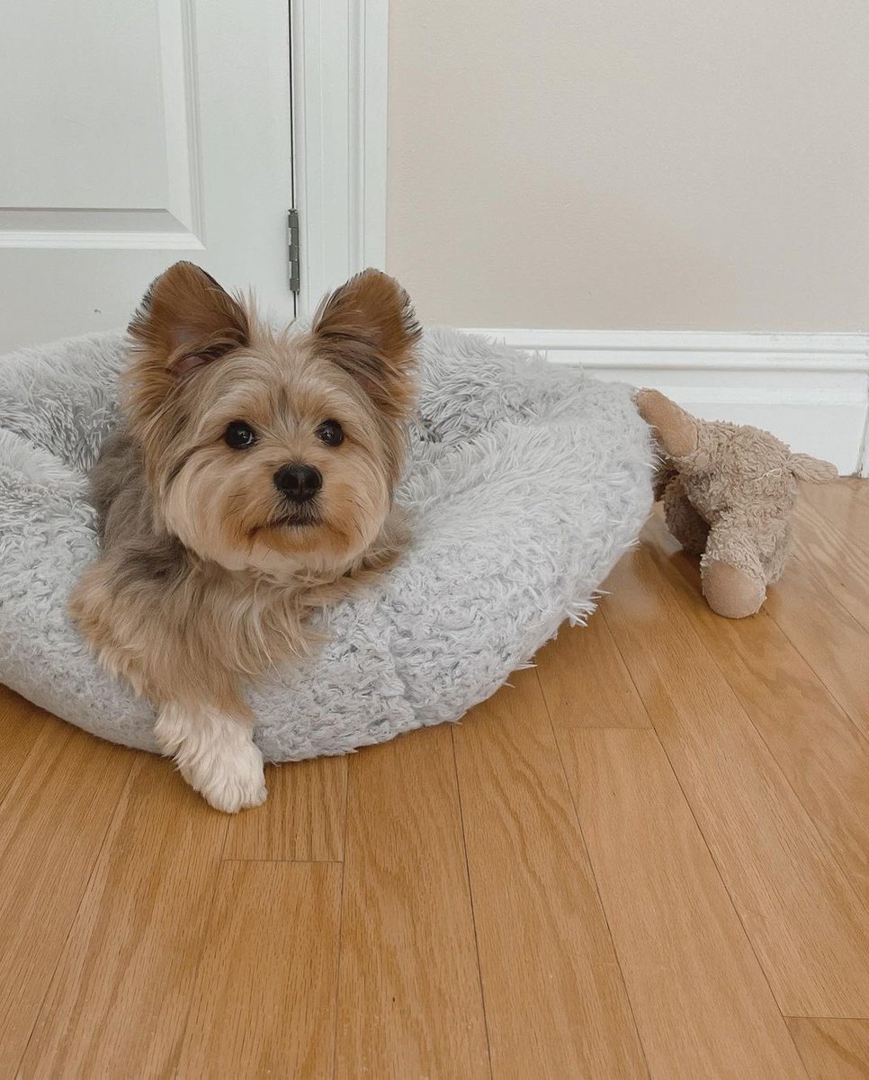 panqi92597447's tweet photo. What's going on. Are you having trouble with your partner again?
#puppyface #yorkieboy #cuteboy #pomsky #pommix #pet #yorkie #yorkiepom #yorkiepuppy #yorkiepoo #yorkipom #yoranian #pomeranian #pommix #yorkshire #yorkiemix #nyctrain #porkie #dogtraining #pomeranian #puppy https://t.co/svFCxr5dEg