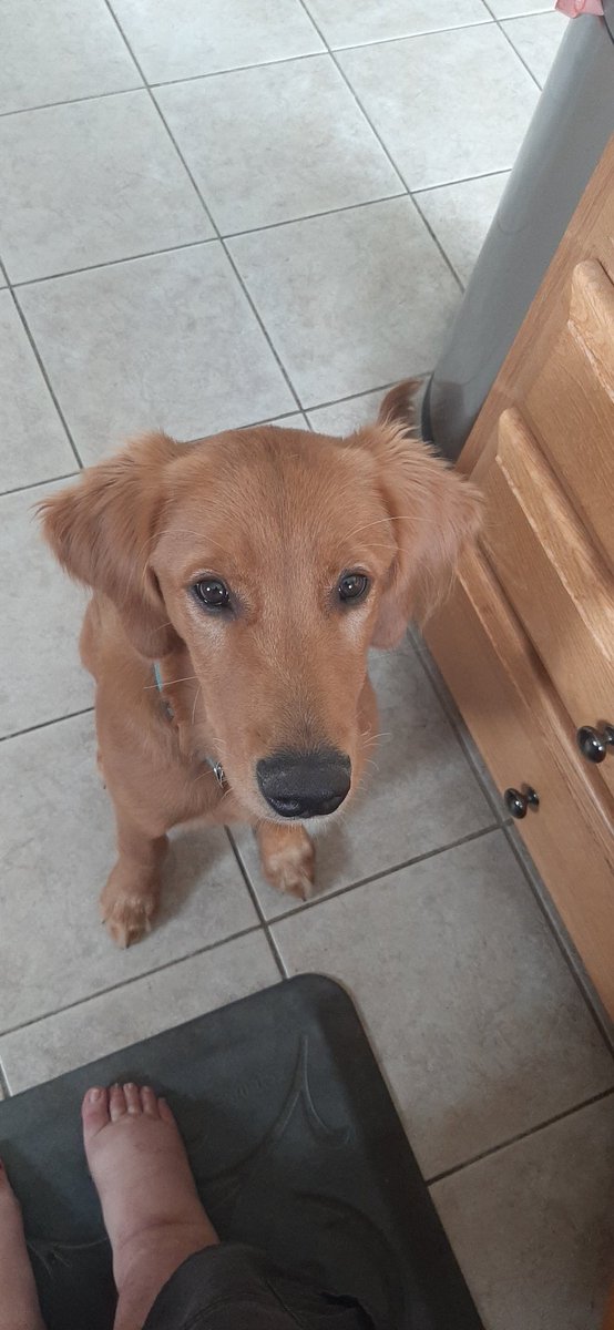 javthrower18's tweet photo. I's a good boi and sit nice! Treato now? @tahorgan @JeffreyHorgan @GoldretrieverUS #DogsAreFamily #dogsoftwitter https://t.co/hwHLgKLr6F