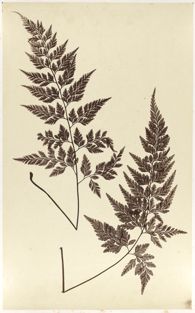 fitzArtBot's tweet photo. P.12262-R Black Spleenwort fern, Black-leaved Spleenwort - photographic print made by Cecilia Glaisher https://t.co/nZPLyTiKNY Acquired 1928 https://t.co/9NaO0BE0mS