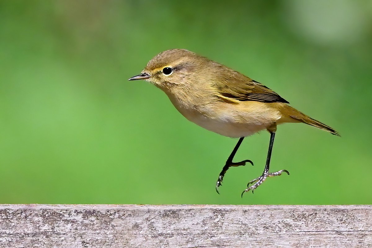 Carl Bovis tweet media