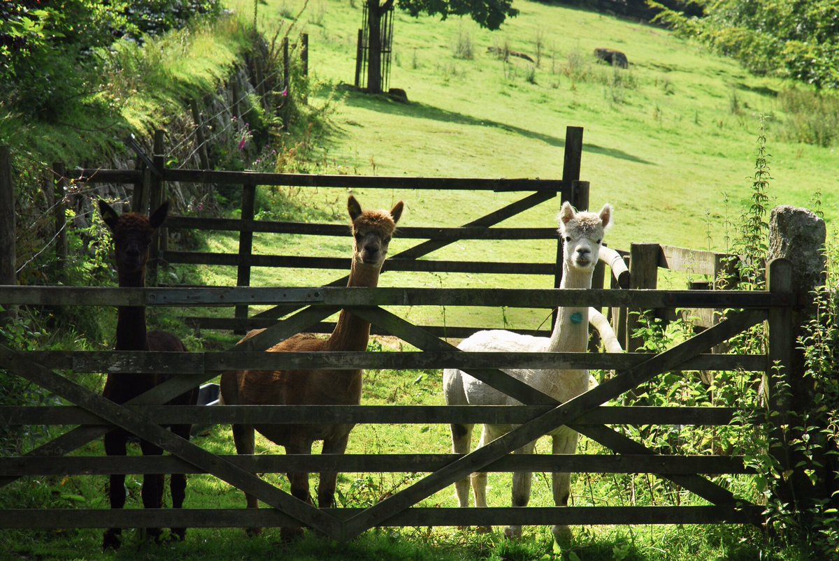 RachelBurch2's tweet photo. I was looking through my archives ( I have thousands of pictures), and I found this alpacas near Sampford Spiney. A local farmer farmed them for their wool, was always strange to see them in the #Devon fields 😊. #Dartmoor https://t.co/N1lvc55ICx