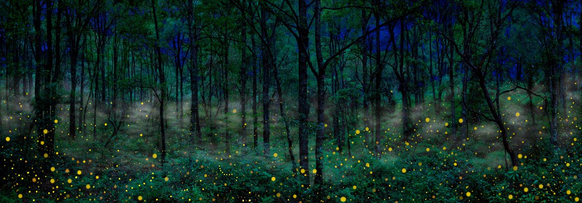 Millions of fireflies appear in the forests of Central Mexico each year to find a mate and reproduce. They can only be seen in the late summer months just past dawn and only emerge for about an hour each night — if you’re lucky. #mexico #fireflies lik.com/products/night…