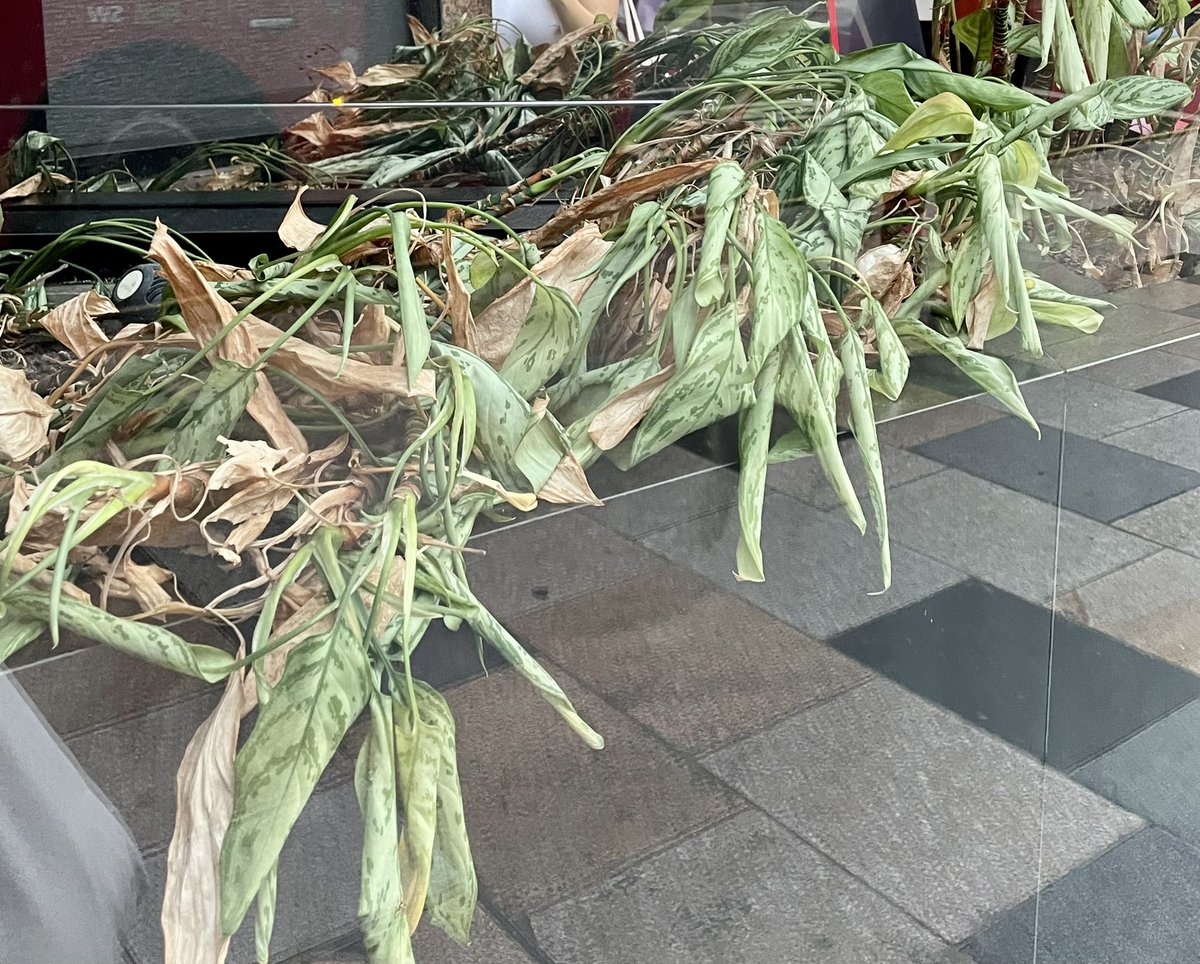 Egara_'s tweet photo. Hi @MetroBank_Help could someone help your plants in the Clapham Junction branch with some water?Thank you ! https://t.co/rJGDJmUGkT