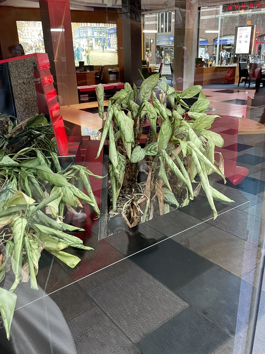 Egara_'s tweet photo. Hi @MetroBank_Help could someone help your plants in the Clapham Junction branch with some water?Thank you ! https://t.co/rJGDJmUGkT