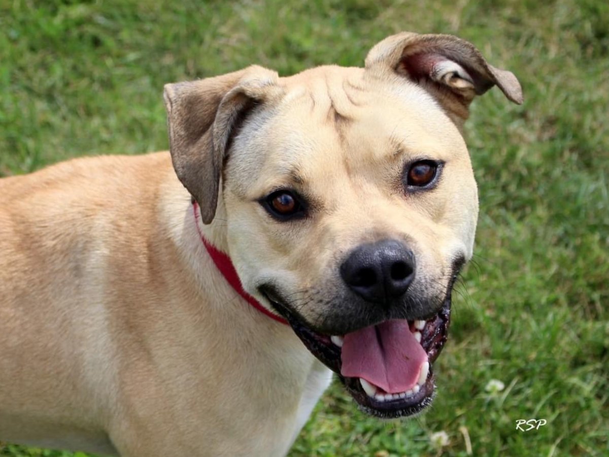 Fort Wayne Animal Care & Control (@FWAnimalControl) / Twitter