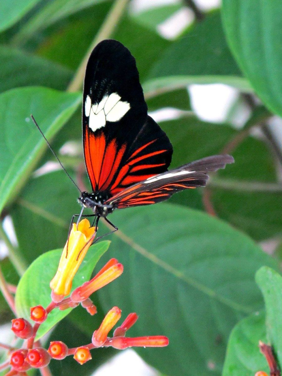 roykelley's tweet photo. Butterfly, Lewis Ginter Botanical Garden, Richmond, Virginia USA IMG 1035
Canon PowerShot G11 Camera
Photograph by Roy Kelley
Roy and Dolores Kelley Photographs
#Butterfly #Gardens #LewisGinter https://t.co/OrLLLlyuFN