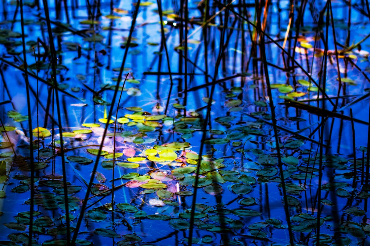 lightthebright's tweet photo. Imagine how amazing it would look to be a fish swimming through and seeing lily pads glow in the dappled sunlight through the water! 

Happy back to school to all of the kiddos today ❤ May we all learn from YOU this year

#lake #freshwater #backtoschool #lilypads https://t.co/R7JILg0NtX