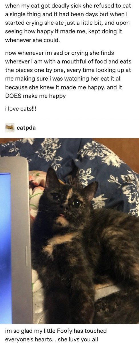 WholesomeMeme tweet picture