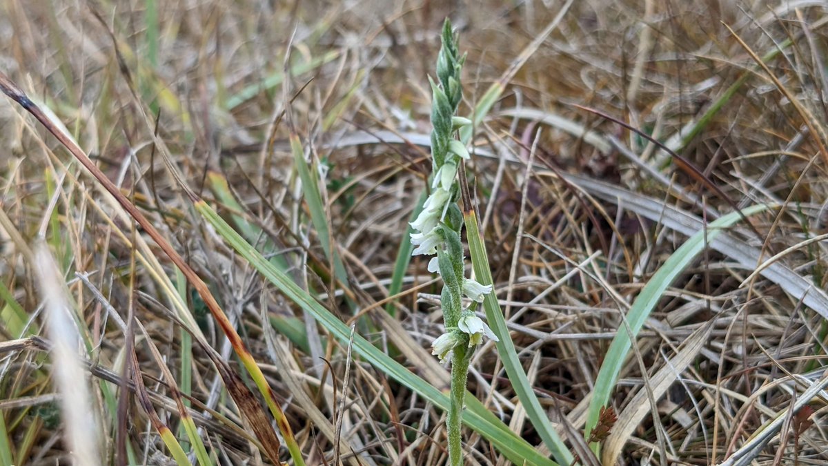 Tom Brereton tweet media