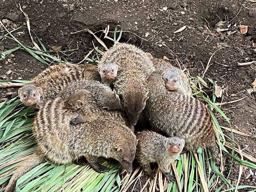 ThePictonCastle's tweet photo. CUDDLE PARTY! This adorable photo was taken by @owl_welsh volunteer Sally 🤩 we have lots of varied volunteering opportunities on site so give us a call ?! #cuddleparty #volunteer #volunteering #zoo #zookeeper #heritage #gardens #castle https://t.co/rGBSsIBL4Y