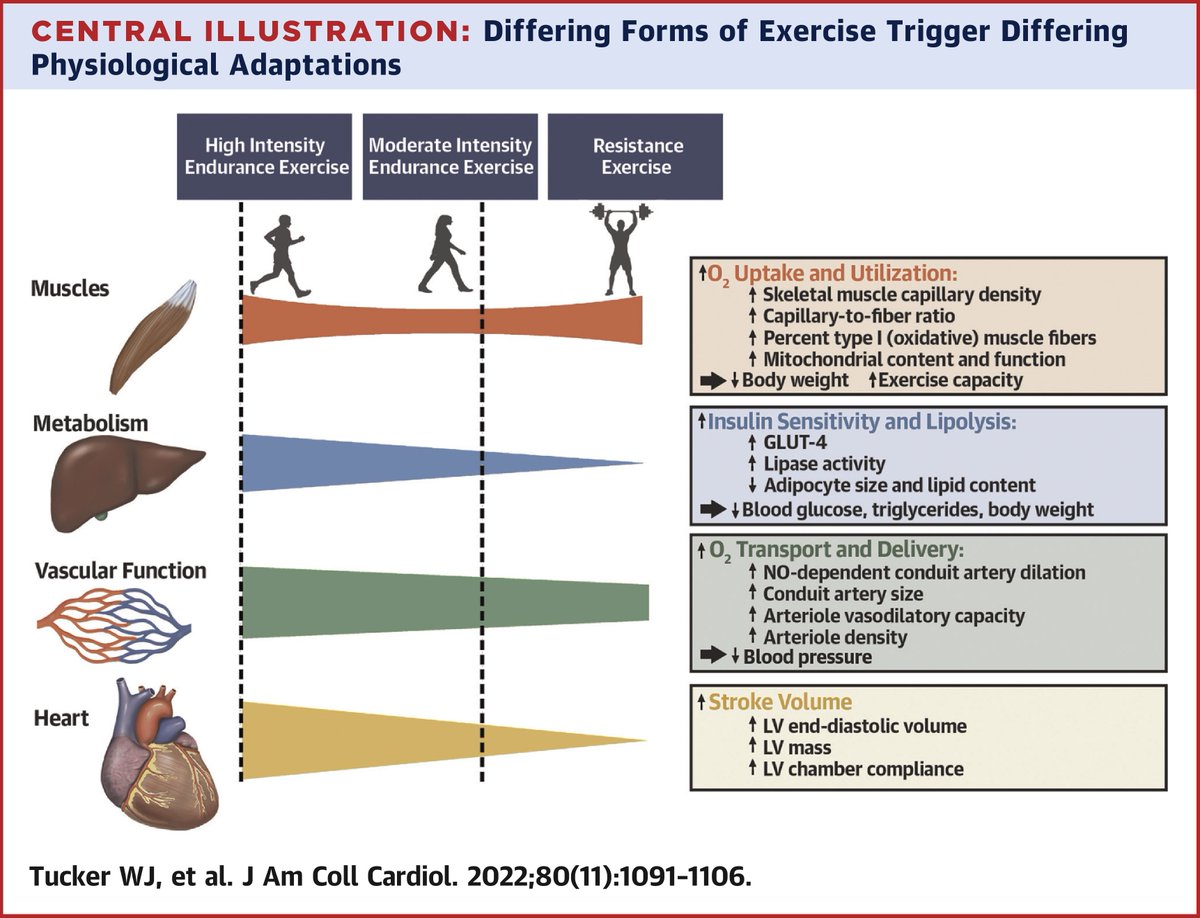 PamTaubMD's tweet photo. Great article in @JACCJournals on the importance of a varied exercise regimen. Resistance training is often neglected but important. @ErinMichos @a_l_bailey @DrMarthaGulati @purviparwani @DrMichaelShapir @CBallantyneMD @EugeniaGianos @SatchinPanda @EmilyManoogian  @CardioNerds https://t.co/qrYvJR5UvV